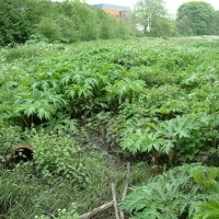 Giant Hogweed